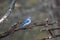 Â Blue Jay bird on the branch of a tree